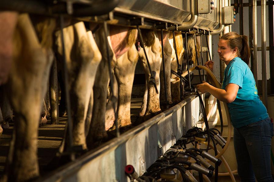 A Northwest student practices milking dairy cows at the University's R.T. Wright Farm. (Photos by Todd Weddle/Northwest Missouri State University)